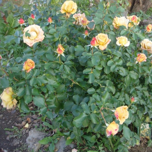 Żółty, brązowy - róże rabatowe grandiflora - floribunda